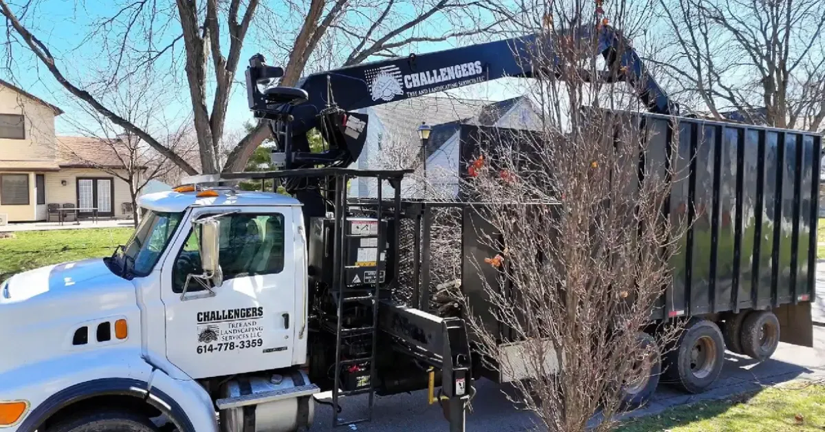 Experienced Tree Service Near Me