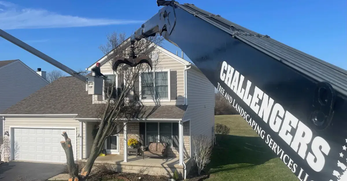 Affordable Tree Service