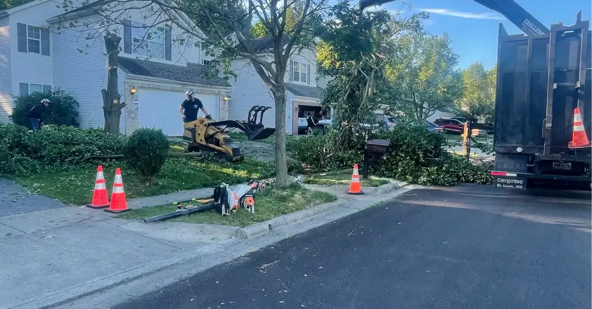 Certified arborist cutting down tree Columbus