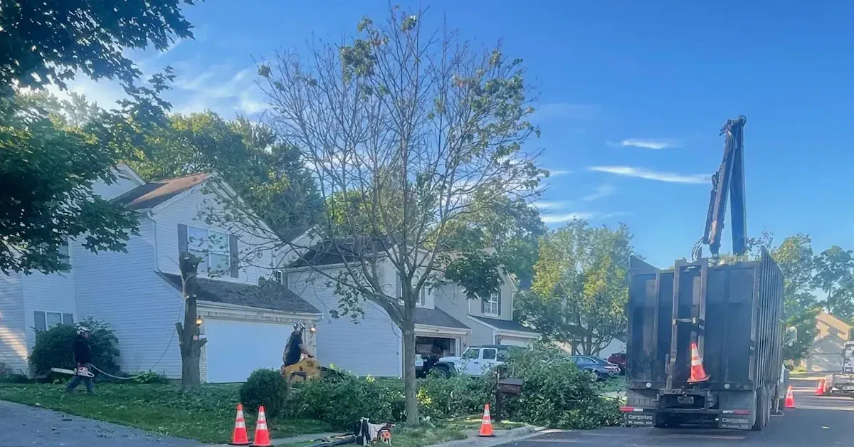 Tree limb removal vs pruning service in Columbus OH by Challengers Tree Service