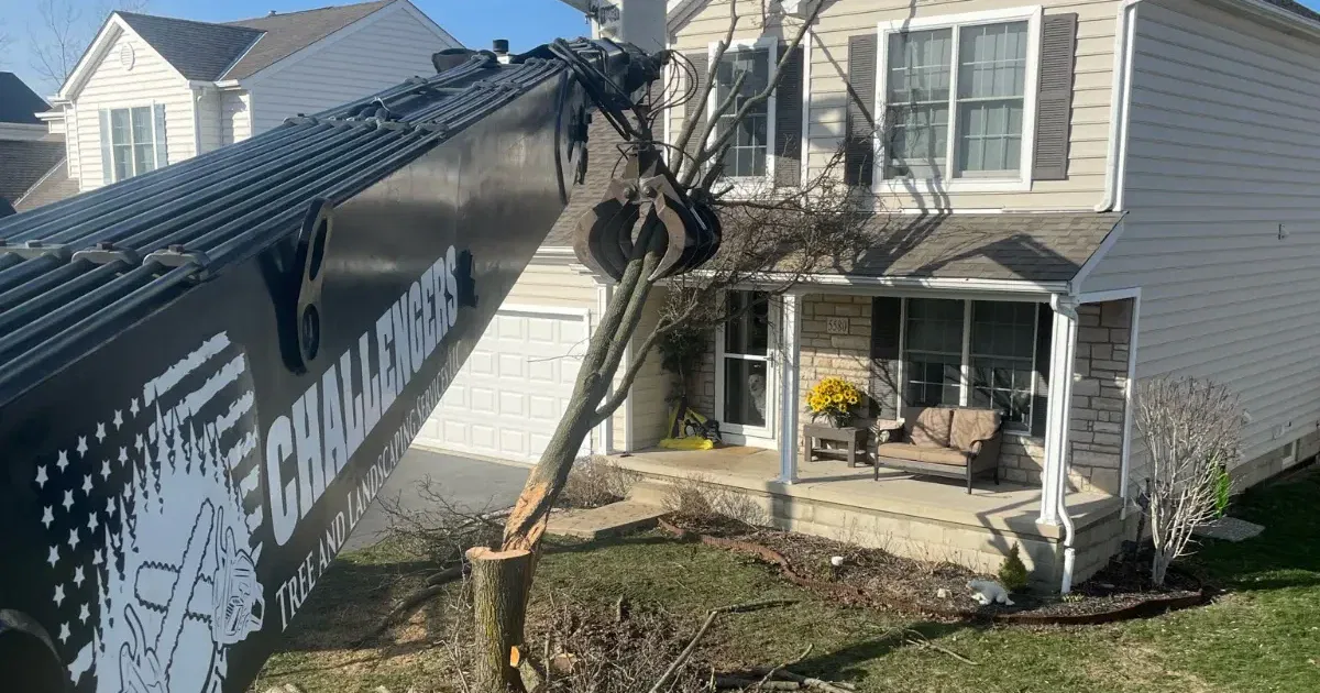 how much does tree removal cost in Columbus OH