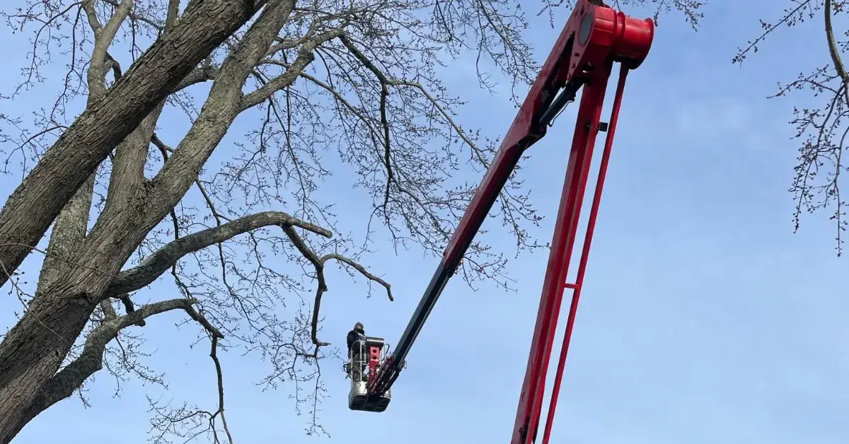 ISA certified arborist trimming oak tree near Hoover Reservoir in Westerville, OH