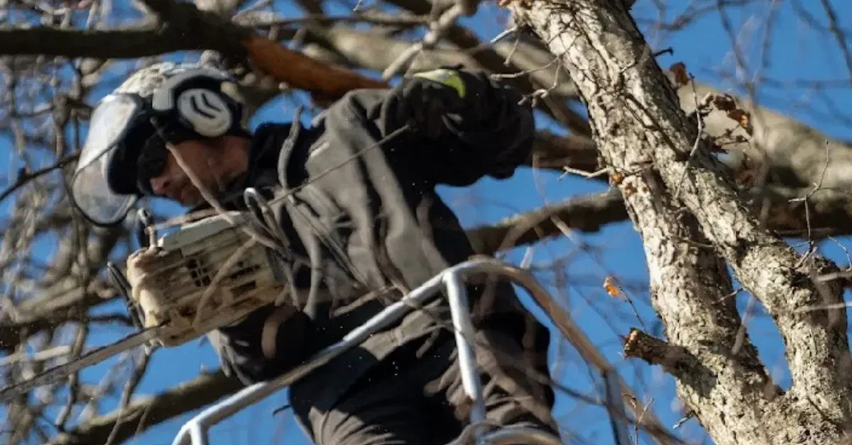 Tree Service in Hilliard, OH