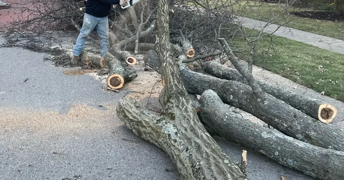 Tree Removal Columbus, OH