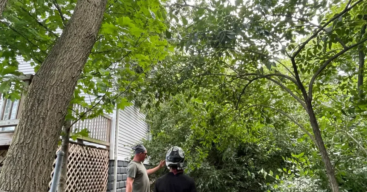 Arborist trimming overhanging tree branches between neighboring yards for safety and property protection.