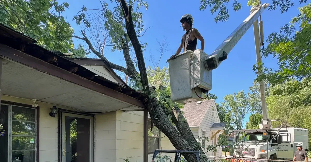 Tree risk assessment is being performed on a mature tree near a residential home.