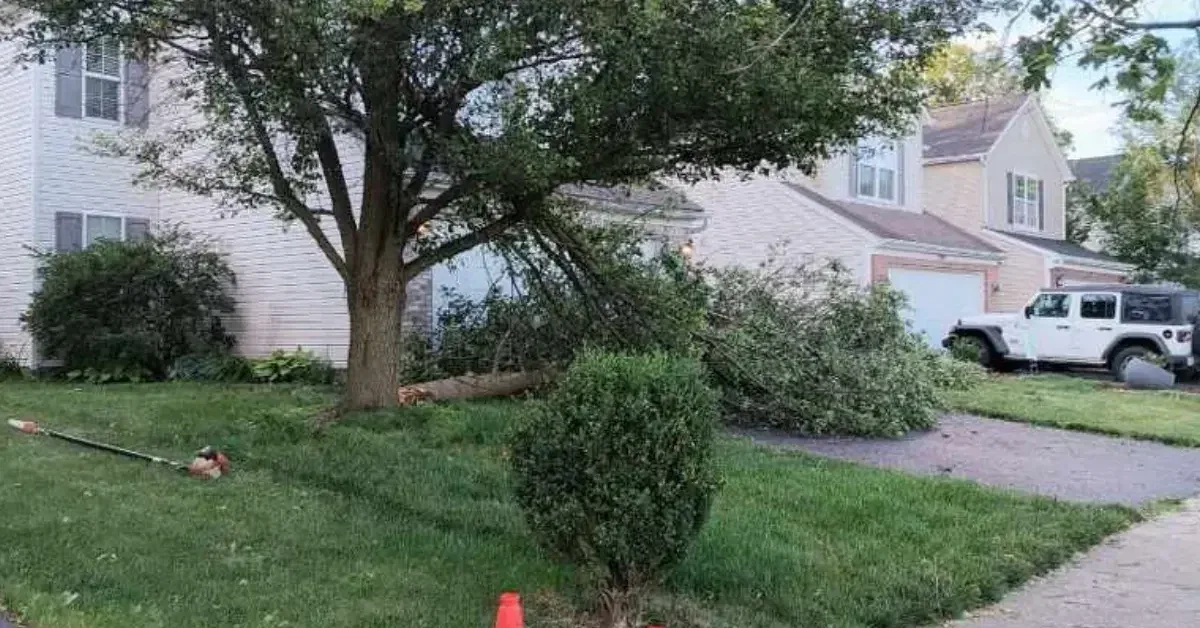 Professional tree service in Blacklick OH with expert tree removal, trimming, stump grinding, and emergency tree care