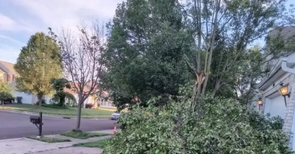 Tree Service Near Me