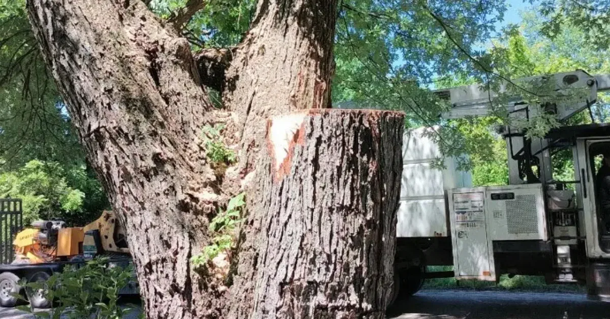 Cracked tree trunk showing deep vertical split despite healthy green leaves.