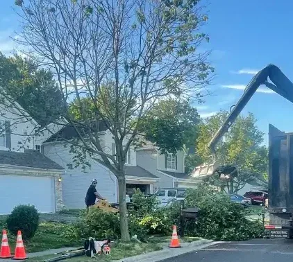 Newly planted sapling in a narrow side yard of a Columbus suburban home.