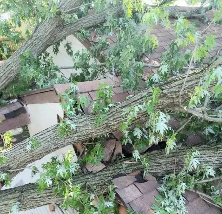 Downed tree entangled with live power lines after Ohio storm