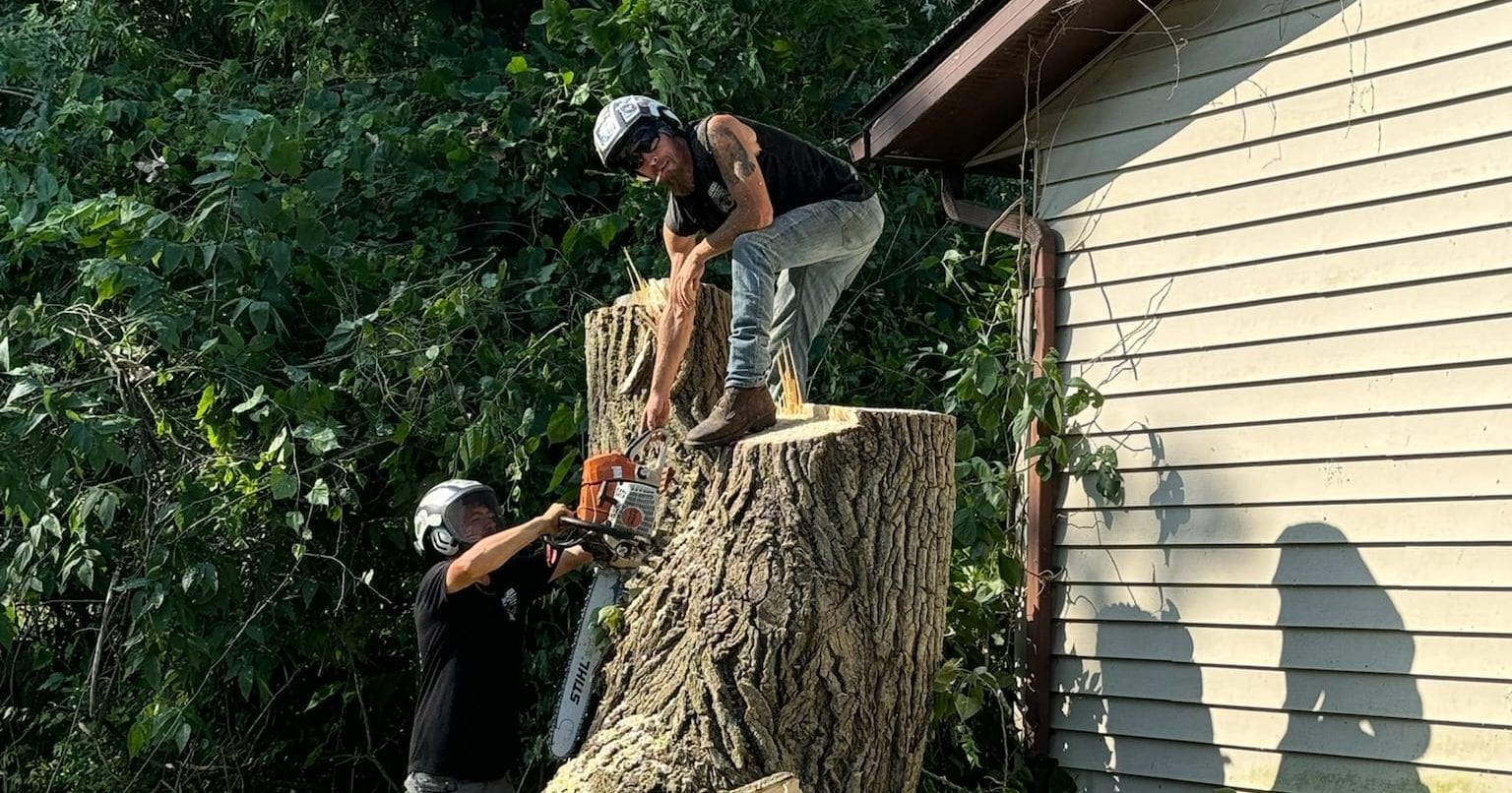 Large leaning tree in Columbus backyard showing root exposure