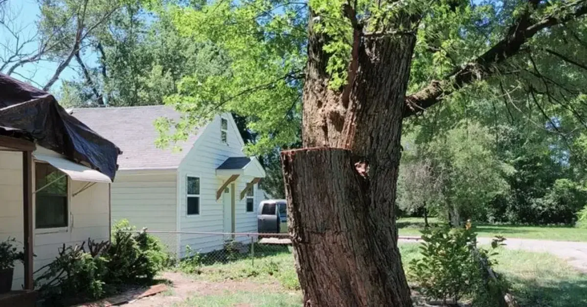 mushrooms growing at the base of the tree trunk, showing signs of decay