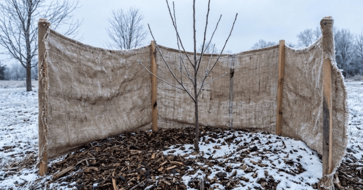 Young tree protected with burlap windbreak and mulch during winter
