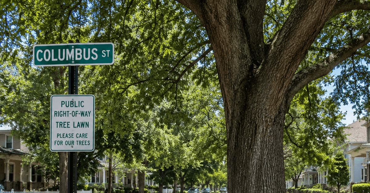 Columbus street tree in public right-of-way tree lawn