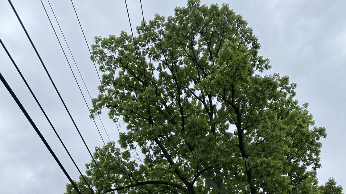 Tall oak tree growing close to overhead utility lines in Franklin County Ohio