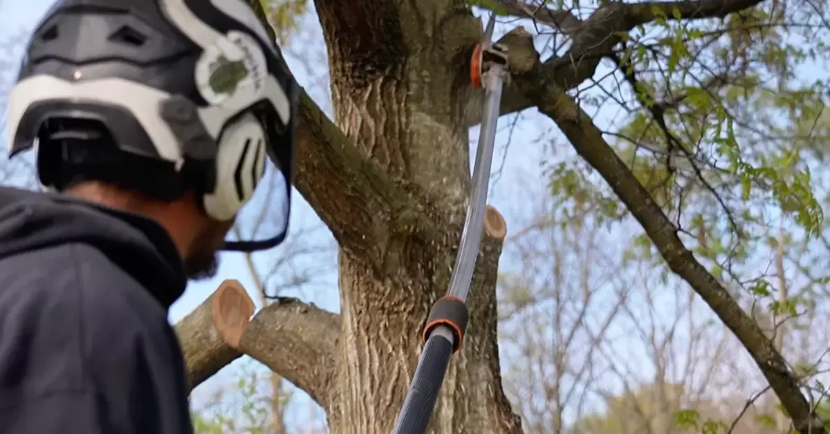 Professional tree trimming in Columbus, OH