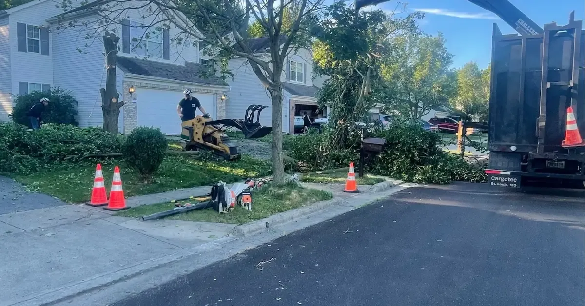 Certified arborist cutting down tree Columbus