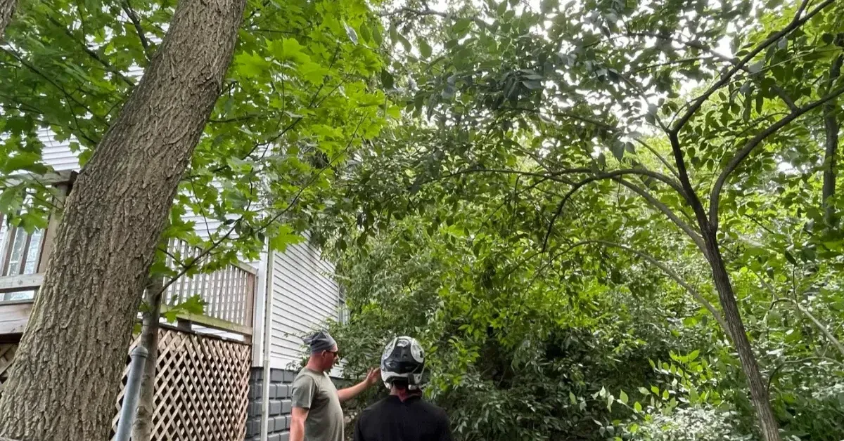 Arborist trimming overhanging tree branches between neighboring yards for safety and property protection.