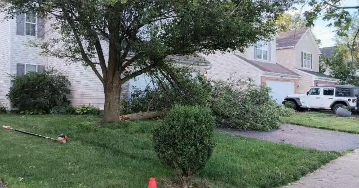 Professional tree service in Blacklick OH with expert tree removal, trimming, stump grinding, and emergency tree care