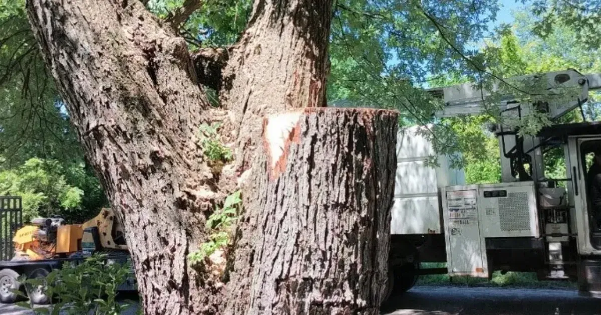 Cracked tree trunk showing deep vertical split despite healthy green leaves.