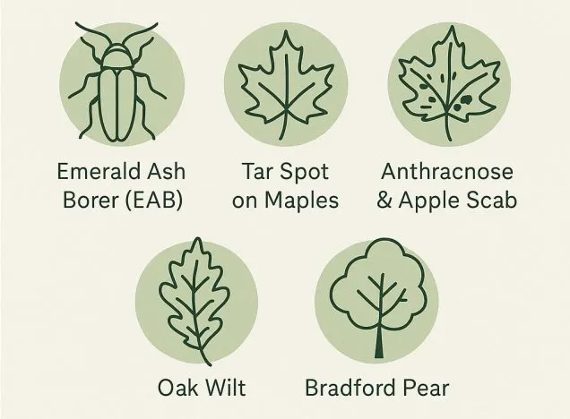 Local Tree Challenges in Westerville