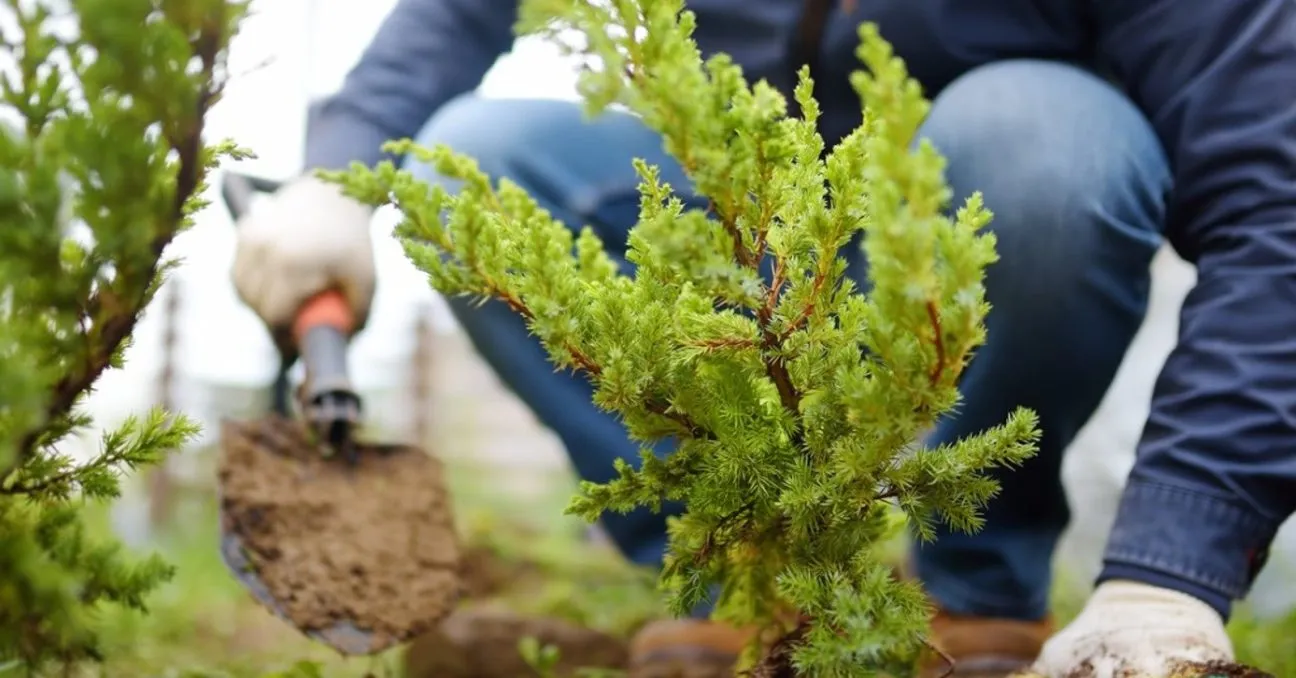 Maple tree in an Ohio backyard with fall foliage 