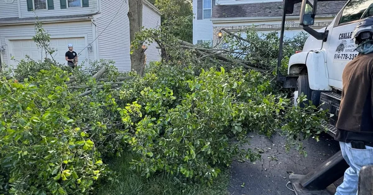 Best tree services in Orient OH, with expert removal, trimming, pruning, stump grinding, and emergency care
