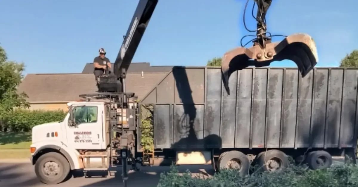 Professional tree service in Dublin, OH