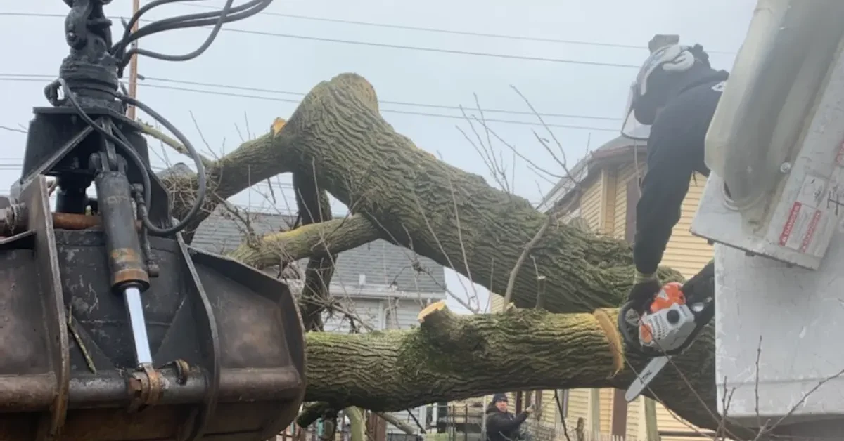 Emergency Tree Removal Hilliard, OH