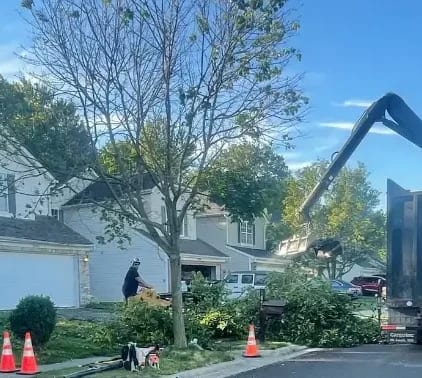 Newly planted sapling in a narrow side yard of a Columbus suburban home.