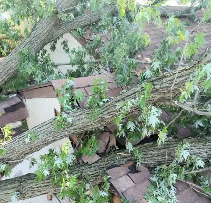 Downed tree entangled with live power lines after Ohio storm
