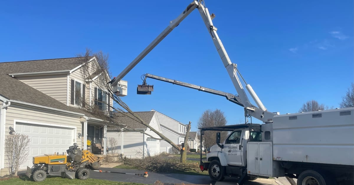 Tree service crew in Reynoldsburg, OH trimming large oak tree with crane and bucket truck