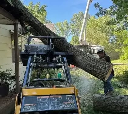 Lawn mower damage at the base of a tree trunk in Columbus, Ohio