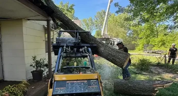 Lawn mower damage at the base of a tree trunk in Columbus, Ohio
